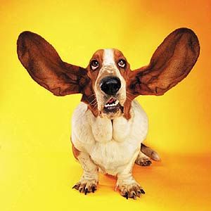 hello customer blog listen to your customers